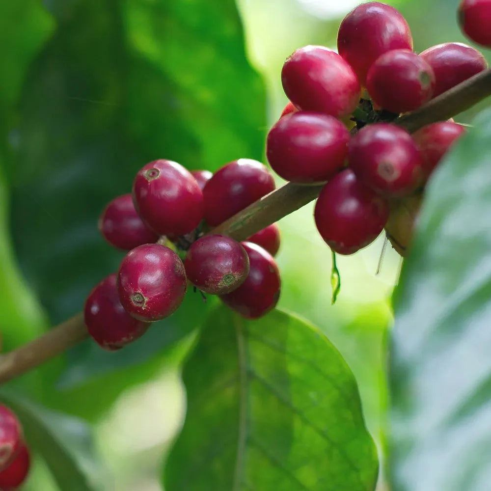 100% Arabica Ground Coffee for Reusable K-Cups – Medium Roast, Smooth Flavor