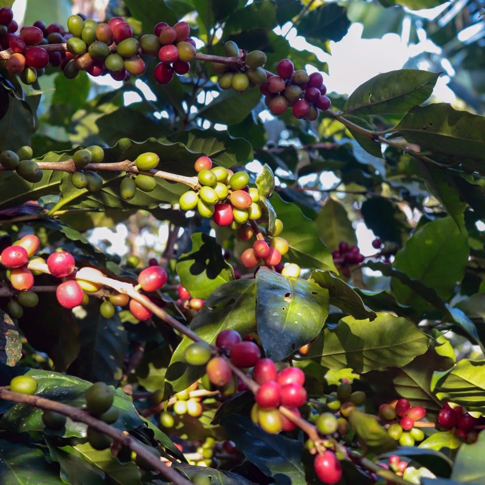 100% Arabica Ground Coffee for Reusable K-Cups – Medium Roast, Smooth Flavor