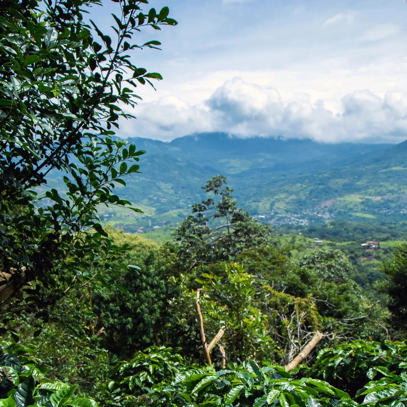 100% Arabica Ground Coffee for Reusable K-Cups – Medium Roast, Smooth Flavor